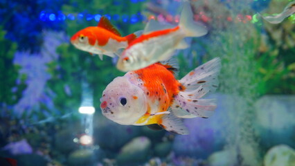 Fototapeta premium goldfish swimming in the aquarium with clear water, looks very beautiful