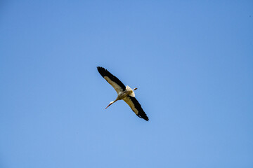 white storks fly against the blue sky on a summer sunny day