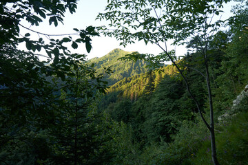 green jungle in the mountains of nepal during the day