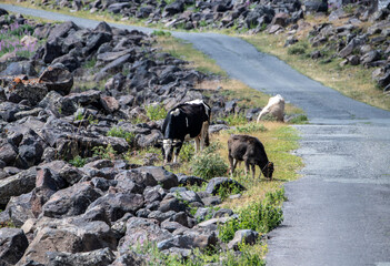 domestic animals graze on the mountain slopes near the roads in the mountains of Armenia