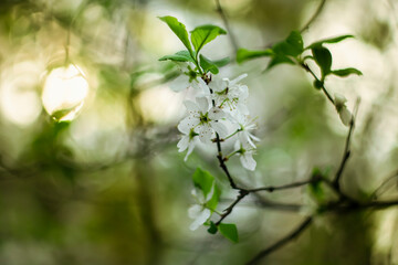 Obraz premium Blooming tree against the backdrop of sunset.
