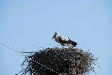 white storks flew to their nests during the day against the sky