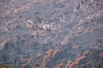 Bosque de pino mediterráneo calcinado después de un incendio veraniego. España, Málaga