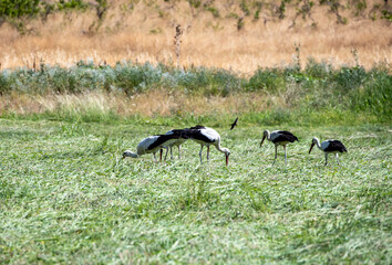 storks fly in families over green fields in search of food