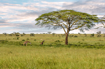 Giraffes in a beautiful landscape of the African savannah at sunset