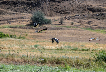 storks fly in families over green fields in search of food