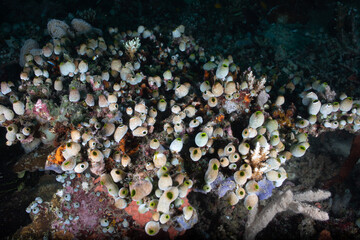 Coral reef in the sea