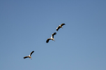 storks fly in families over green fields in search of food