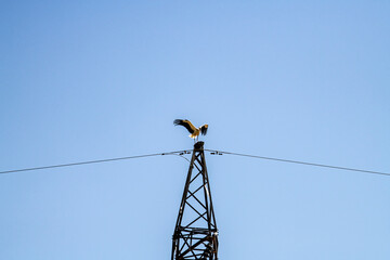 storks fly in families over green fields in search of food