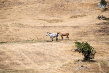 horses graze on yellow fields in the mountains of Armenia