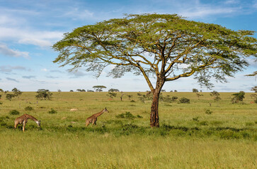 Naklejka na ściany i meble Giraffes in a beautiful landscape of the African savannah at sunset