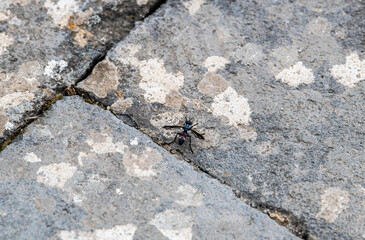 insects close-up on yellow dry grass in the mountains