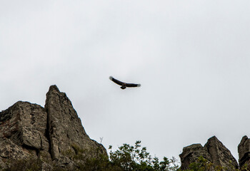 Fototapeta premium a black eagle soars against a gray sky