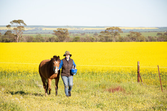 Lady leading horse with yellow canola crop in background