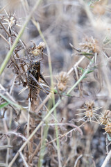insects close-up on yellow dry grass in the mountains