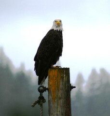 Bald Eagle on a post