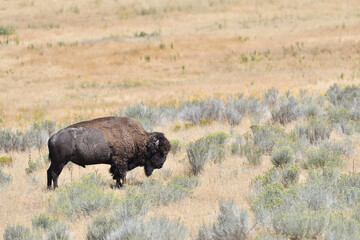 Mighty Bison at Yellowstone National Park USA