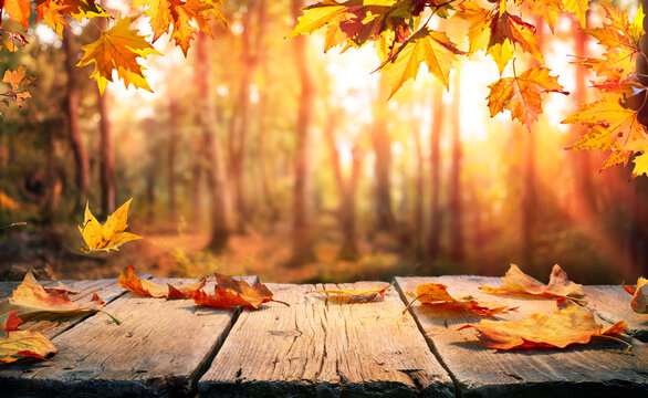 秋」の写真素材 | 15,843,704件の無料イラスト画像 | Adobe Stock