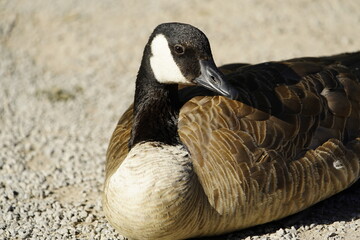 Canada goose (Branta canadensis), or Canadian goose, Anatidae family.
