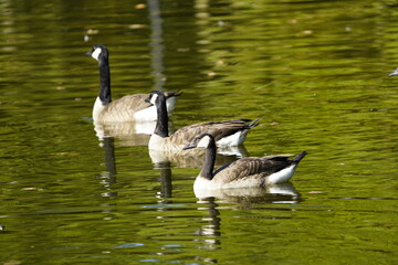 Canada goose (Branta canadensis), or Canadian goose, Anatidae family.