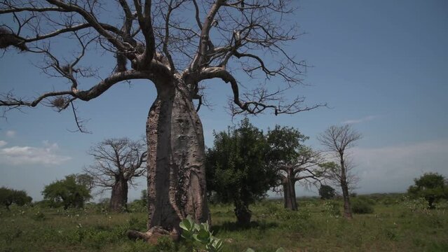 Adansonia digitata, small African baobab tree forest in savannah.
