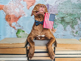 Lovable, pretty dog and American Flag. Closeup, indoors. Studio photo. Congratulations for family, loved ones, relatives, friends and colleagues. Pets care concept
