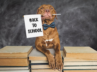 Back to school. Lovable, adorable puppy and vintage books. Close-up, isolated background. Studio...