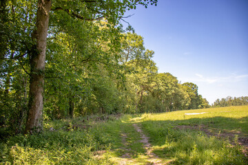 Summertime rural landscape.