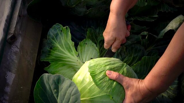 Ripe autumn cabbage harvest in the farmer garden. A woman cuts a cabbage roll. Fall harvest, organic healthy food. Agricultural plantation.