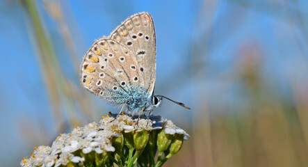 Hauhechel-Bläuling // Common blue (Polyommatus icarus) 