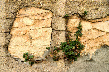mur et plantes urbaines