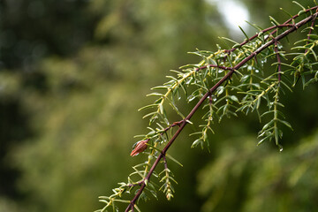 Primer plano de rama de enebro rojo, enebro de la miera, Juniperus
