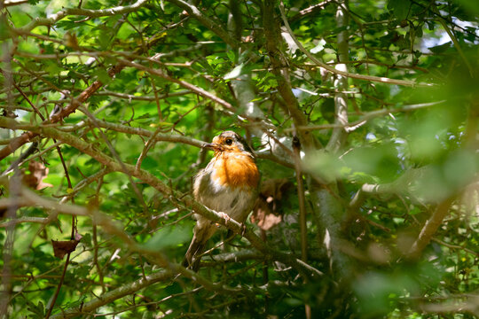 Petirrojo posado sobre una rama de &aacute;rbol, erithacus rubecula