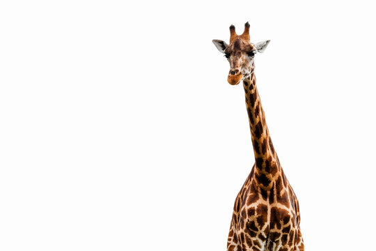 primer plano de una jirafa sobre fondo blanco