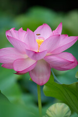 Full blooming lotus with bees