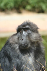 singe