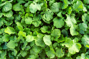 Rapeseed leaves damaged by Brevicoryne brassicae, cabbage aphids or mealy cabbage aphids.