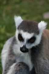 Fototapeta premium lemurien 1