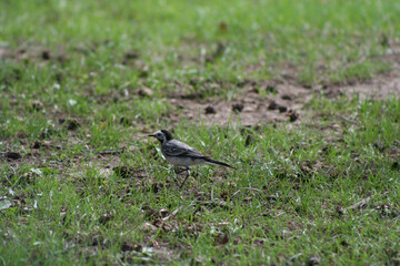 Obraz premium oiseau