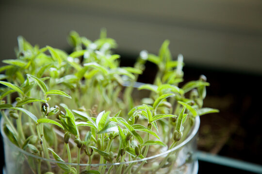 Seeds sprouting in a container inside