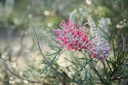 Pink grevillea flower on a silver morning