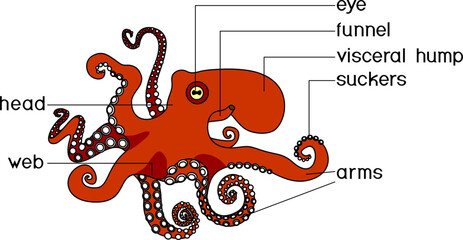 External anatomy of cephalopod mollusc. Structure of octopus for biology lessons - obrazy, fototapety, plakaty