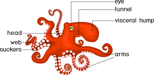 External anatomy of cephalopod mollusc. Structure of octopus for biology lessons