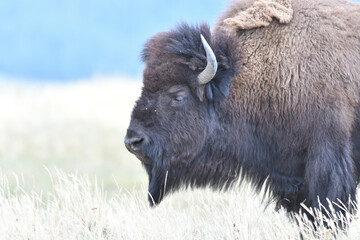 Mighty Bison at Yellowstone National Park USA