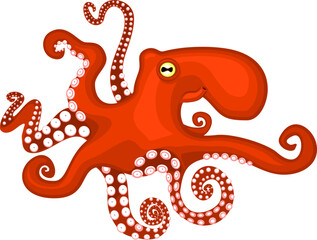 Red octopus isolated on white background