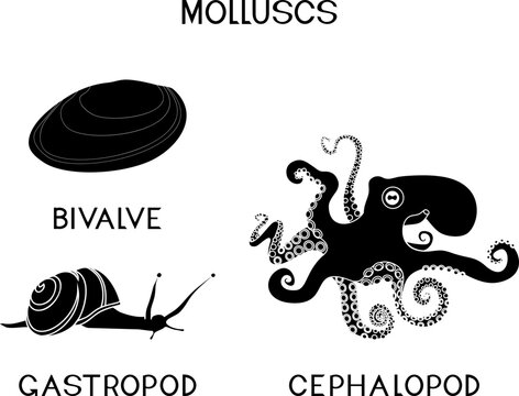 Black silhouette of three types of molluscs: cephalopod, gastropod, bivalve. Educational material for biology lesson