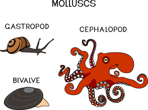 Three types of molluscs: cephalopod, gastropod, bivalve. Educational material for biology lesson