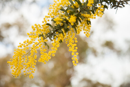 Golden wattle blossoms close up with out of focus background