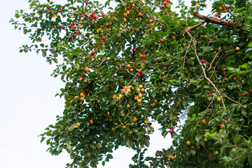 Fototapeta na wymiar A branch with red and yellow cherry plum berries and green leaves descends on sky background. Harvest time.