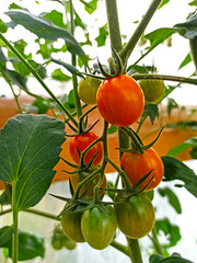 Textured background of tomato plane with leaves and cherry tomatoes (red)